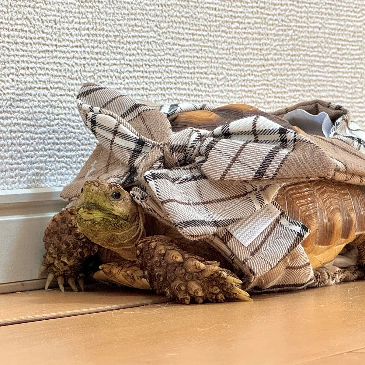 ギャラリー